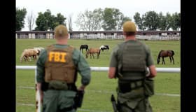 Recaudan 5 millones de dólares en subasta de caballos de 'Los Zetas'