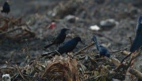 Rescatarán a los cocodrilos sobrevivientes en Tajamar; CNDH investiga daños al manglar