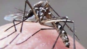 Comisión Europea invertirá 10.8 millones de dólares para investigar el virus del Zika