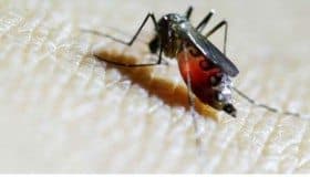 OMS llama a "acelerar" investigación sobre zika