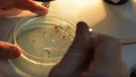 No hay que tener alarma por Zika: UNAM (Video)