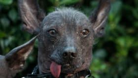 Xoloitzcuintles, en Europa y hasta en Rusia