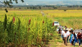 Amaranto, alimento estratégico para México: especialistas