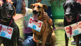 Metro busca hogar para 30 perros; ¡aquí te decimos cómo adoptar!