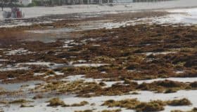 Lo que faltaba: reaparece sargazo en el Caribe mexicano