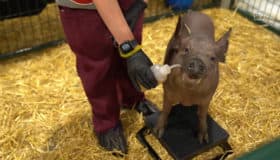 Elon Musk: carrera contra la máquina | Artículo