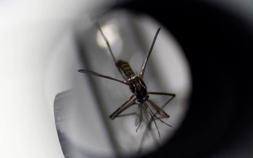 Florida reporta el mayor brote de dengue de EE.UU. en más de una década