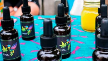 Regulación de Cannabis carece de justicia social, pequeños productores competirán con trasnacionales: AMECA | Entérate