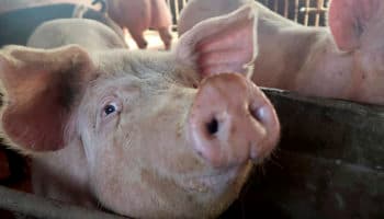 México revisará equipaje de República Dominicana con rayos X, por peste porcina