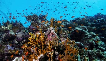 De 2009 a la fecha, el calentamiento global ha acabado con el 14% del coral mundial | Video