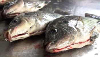 Revelan sufrimiento de los peces explotados para consumo