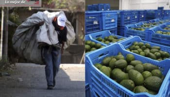 Lo mejor de Aristegui en Vivo: 40% de la población mexicana, en pobreza laboral | Se reanuda exportación de aguacate