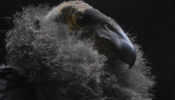 ¡Llega la cigüeña al Zoológico de Chapultepec! Nacen dos polluelos de Cóndor de California
