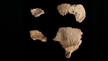 Hallan restos de un cráneo de Neandertal de 60 mil años de antigüedad