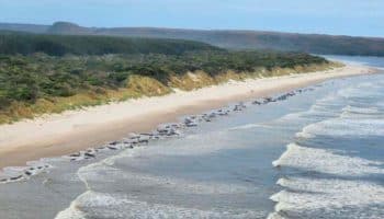 Localizan manada de 230 ballenas varada en costas de Tasmania; preparan equipo para su rescate