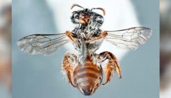 Descubren nueva especie de abeja con "hocico" parecido al de un perro