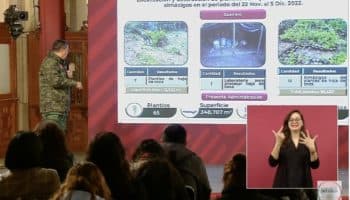 Destruye Sedena 65 plantíos de coca en cuatro años