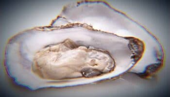 Prohíben consumo de almejas y otros mariscos de concha en BCS por toxina