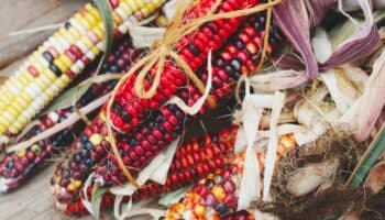Transgénicos 'no son el diablo', pero se debe preservar la biodiversidad natural: Especialista
