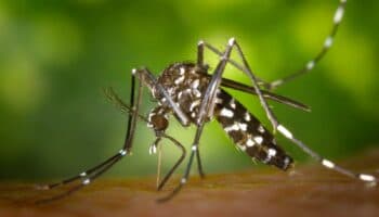 Yucatán: Bebe de dos meses muere tras presentar síntomas de dengue