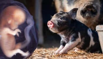 Planean en Japón el primer trasplante de riñón de cerdo a un feto humano