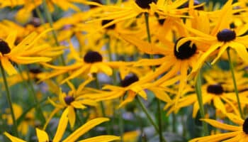 ¿Cuál es la flor de árnica y para qué sirve?