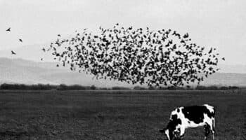 'Senderos vida', un libro que recopila 40 de años trabajo de Flor Garduño