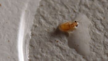 Piojos del cuerpo humano son potentes transmisores de la peste: estudio