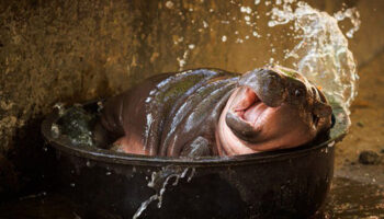 Moo Deng es una de las personalidades más elegantes de 2024