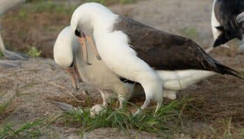 El ave salvaje más vieja del mundo pone un huevo a los 74 años