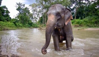 La Policía tailandesa presenta cargos contra cuidador de elefanta tras muerte de española