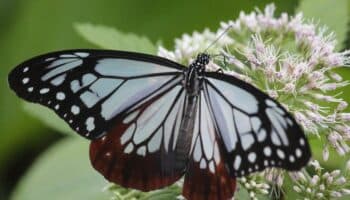 Mariposa bate récord; voló 3,000 kilómetros de Japón a Hong Kong