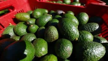 Aguacateros modifican operaciones por suspensión de EE.UU.