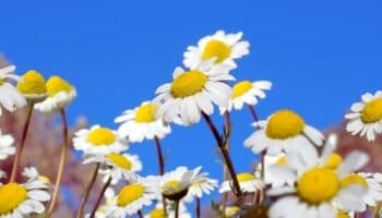 ¿Cuándo empieza la primavera este 2025?