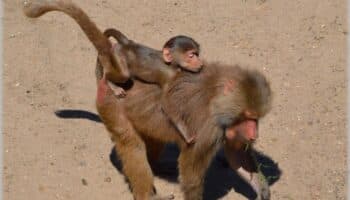 El vínculo padre-hija ayuda a las hembras de babuino a vivir más