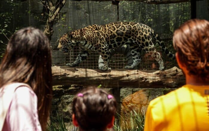 Zoológicos latinos exigen fin del tráfico ilegal de fauna: 90% de animales muere en el traslado