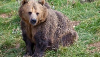 Fingieron haber sido atacados por osos para cobrar seguro; ahora irán a la cárcel