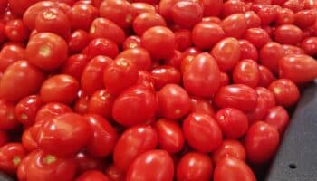 2 de cada 3 tomates consumidos en EU son mexicanos: Grupo Consultor de Mercados Agrícolas