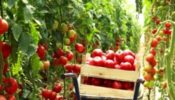 México rechaza decisión del gobierno de Trump de reactivar una cuota del 17 % al tomate