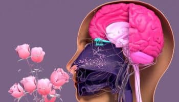 ¿Huelen diferente? Cómo la ovulación puede aumentar el atractivo femenino