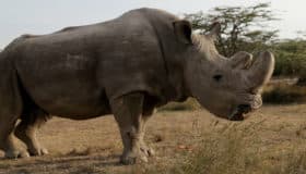 Murió Sudán, el último rinoceronte blanco macho del mundo (Fotos)