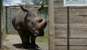 Sudán, el último rinoceronte blanco agoniza y podría extinguirse