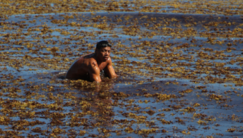 Aguas turbias: marea de sargazo amenaza de nuevo al mar Caribe