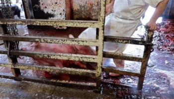 En Hidalgo buscan castigar la crueldad hacia los animales de granja