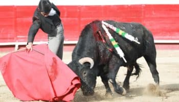 ¡Fin a la tauromaquia en Sinaloa! Congreso anula el veto de exgobernador