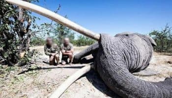 Cazador mata al elefante más grande de Botsuana