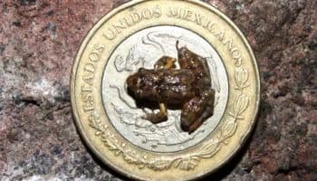 40.7% de los anfibios del planeta están en riesgo de extinción, según estudio