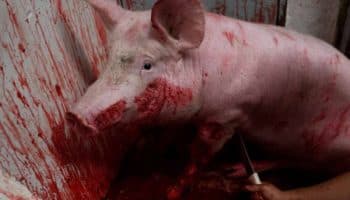 Exhiben evidencia de tortura animal en 30 rastros de México | Imágenes muy fuertes