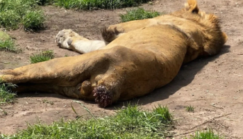 Cero detenidos a un mes del caso Black Jaguar; exigen no permitir impunidad