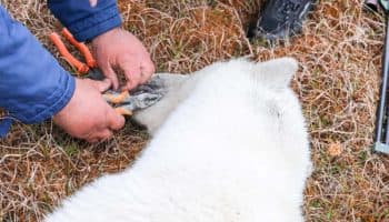 Veterinarios rusos asisten a oso polar cuya lengua se había atascado en una lata de leche